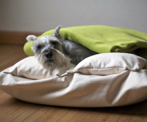 Chico & Dog Beds